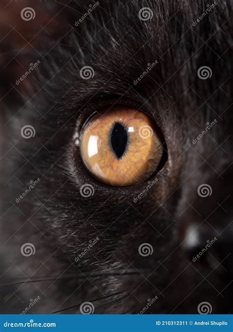 Olhos Amarelos No Rosto De Um Gato Preto Imagem De Stock Imagem De