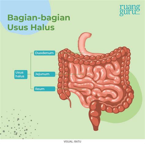 Macam Macam Organ Sistem Pencernaan Manusia Fungsinya Biologi Kelas