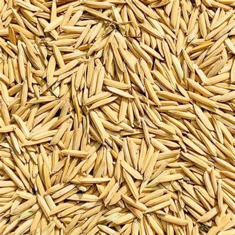 Natural Dried Paddy Seeds At Rs Kg In Lucknow Id