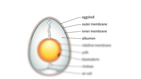 SOLUTION: Structure of egg - Studypool