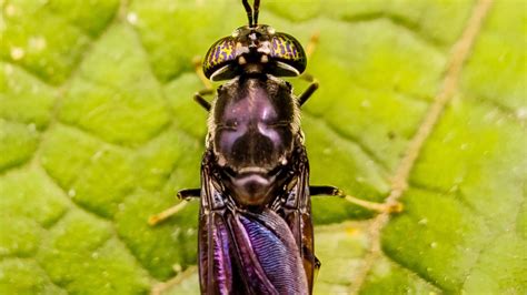 MIF's Organic Waste Management with Black Soldier Fly Larvae - Miramar ...