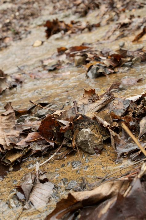 Free Images Tree Nature Rock Wood Leaf Trunk Wildlife Autumn