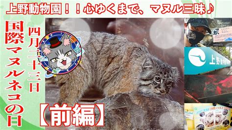 【4月23日は、国際マヌルネコの日】上野動物園に、マヌルネコに会いに行ってみた♪【前編】 Youtube