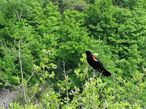 The Great Blackbird Migration Nature Up North