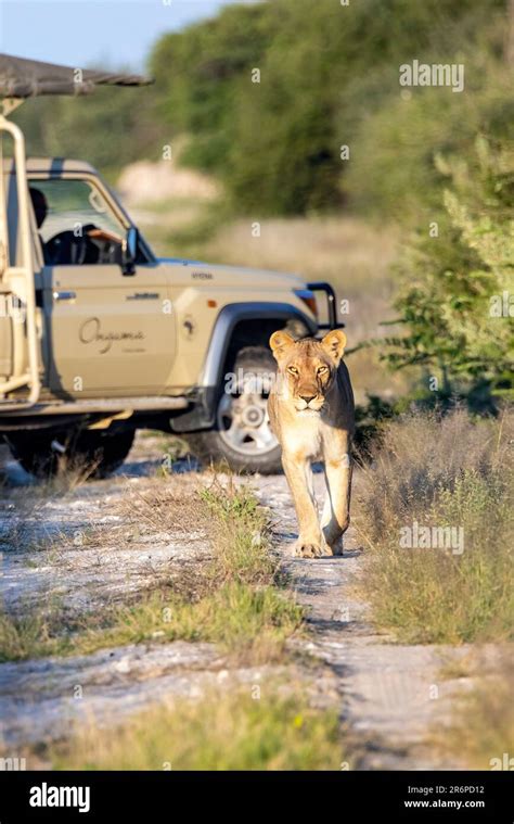 Lioness Panthera Leo Walking Down Path With Safari Vehicle In