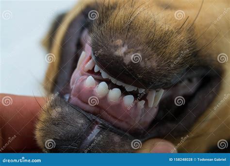 Puppy Teeth Changing. The First Permanent Incisors Erupted In The ...