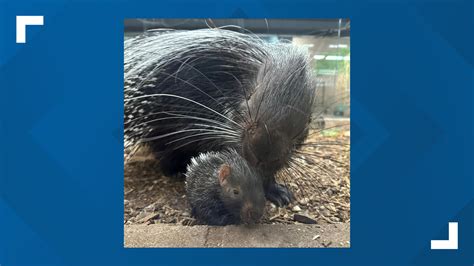 Niabi Zoo Celebrates New Baby Cape Porcupine