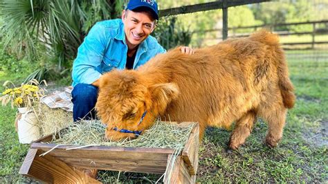 Fluffy Cows