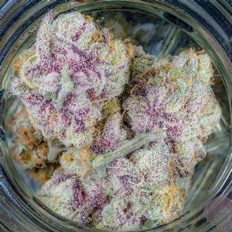 Purple Lemon Skunk Autoflower Seeds Farawayland Seed Bank