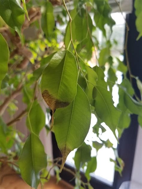 Ficus Tree With Root Rot In The Houseplants Forum