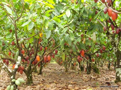 Agricultores de Tucumã receberão R 400 mil de crédito rural para