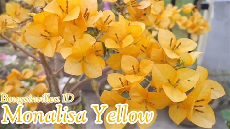 Bougainvillea Variety Monalisa Yellow Golden Sunshine Sufia Indiana