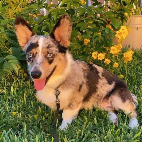 35 Cute Corgi Mixes That’ll Melt Your Heart Find The Perfect Corgi Mix Wowpooch