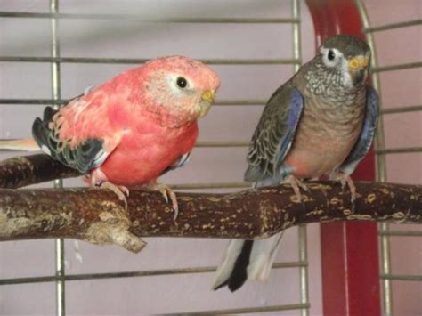 One Pair Of Bourkes For Sale Online Bird Auctions