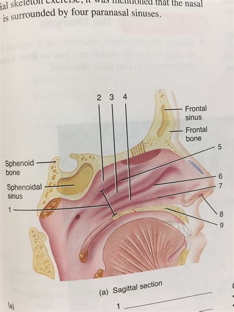 Nasal Cavity Structure