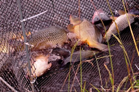 Edi O Da Feira Do Peixe Em Ponta Grossa Espera Vender Toneladas