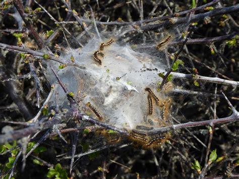 Brown Tail Moth Caterpillars In Gossamer Nest Euproctis Flickr