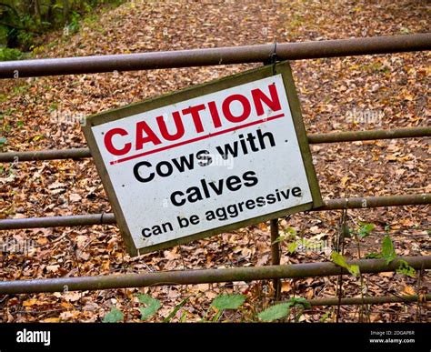 Sign On A Metal Gate On A Farm With Warning Message Caution Cows With