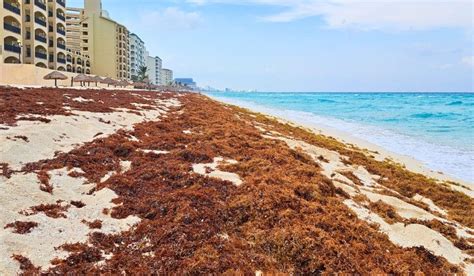 Cancun Sargassum Seaweed Area Daily 2024 Updates And Map