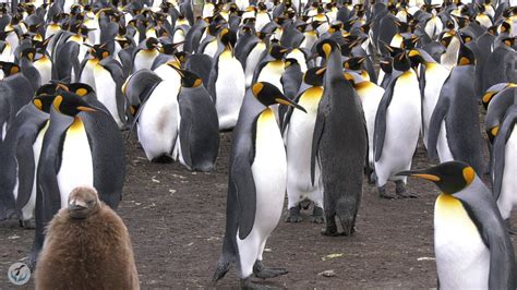 King Penguin Vocalizations Listen To The Magical Sounds Of King