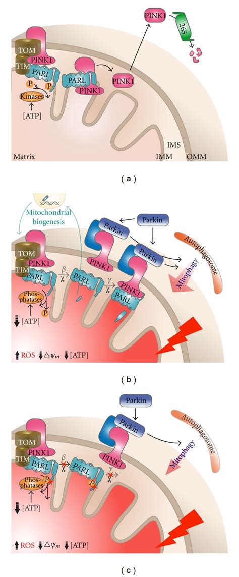 Proposed Model For How Parl Regulates Pink1 Localization Under Normal Download Scientific