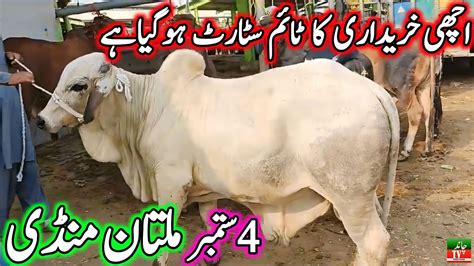 Multan Cow Mandi Fresh Latest Update Today 04 10 2024 Sahiwal