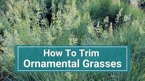 How To Prune Ornamental Grasses