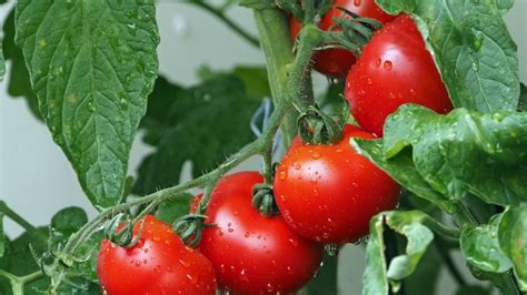 Huerto En Casa Cuidados B Sicos Para Tu Plantaci N De Tomate En Tu