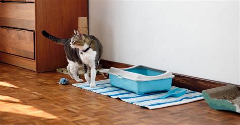 The Best Cat Litter Boxes Of 2025 According To Veterinarians