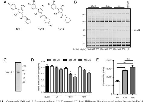 Figure From Inhibition Of The Deubiquitinase Usp Diminishes Direct