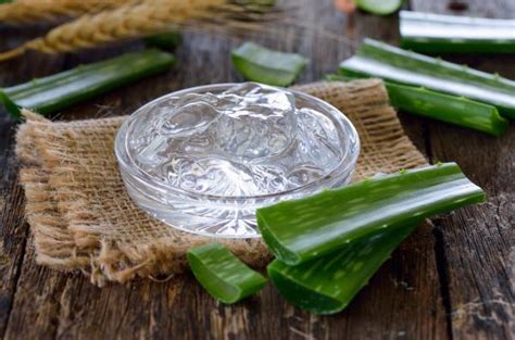 Aloe Vera Propiedades Beneficios Usos Y Contraindicaciones