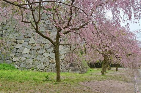 Cherry Blossoms Trees at Maizuru Castle, Fukuoka City, Japan. Stock ...