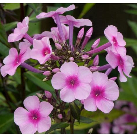 Phlox Paniculata Miss Pepper Floks Wiechowaty