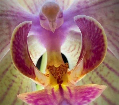 L Orchid E Rare La Plus Bizarre Ou Quand Les Orchid Es Imitent La Vie