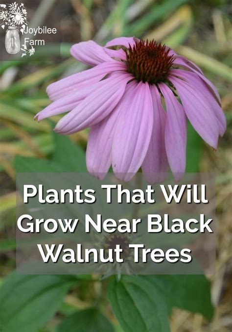 You May Wonder If There Are Any Plants That Will Grow Near Black Walnut