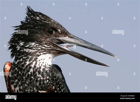 Giant Kingfisher Megaceryle Maximus Chobe National Park Botswana