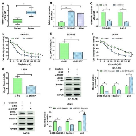 Depletion Of SNHG7 Enhanced Cisplatin Sensitivity And Suppressed