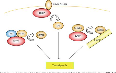 Figure 2 From Biological Effects Of Mammalian Translationally