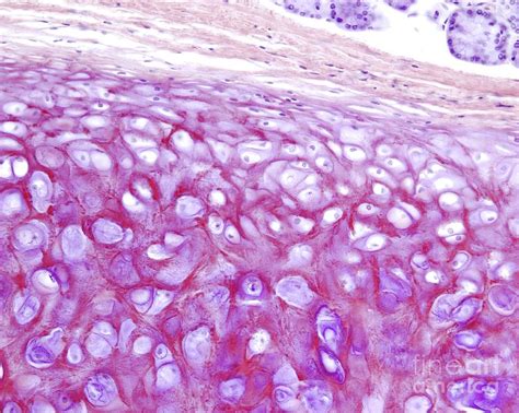 Elastic Cartilage Histology