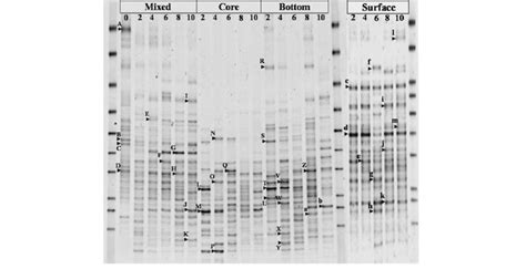 Dgge Profile Of 16s Rrna Gene Fragments Amplified With The Primer Set Download Scientific