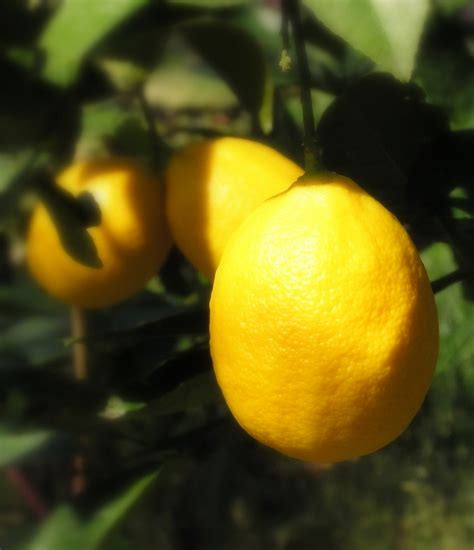 Meyer Lemons Free Photo Download | FreeImages