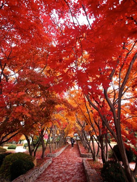 Autumn leaves in korea – Artofit