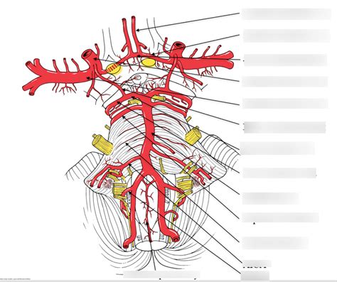 Circle Of Willis Diagram Quizlet