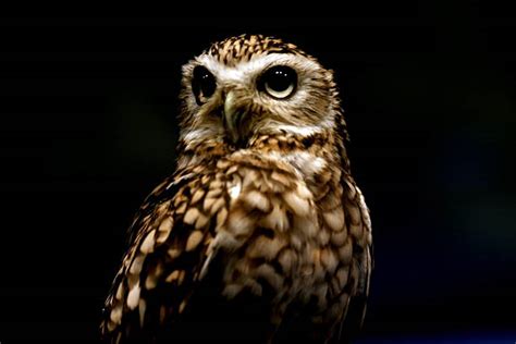 Night Owl Pictures, Images and Stock Photos - iStock