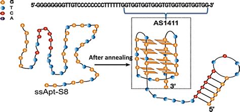 The Dna Structure Details And Conformational Change Of Apt S After