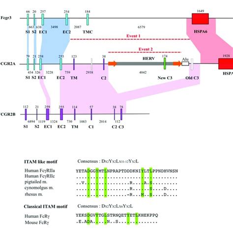 PCR Screening For Orthologous Genes Of FCGR2A FCGR2B And FCGR2C