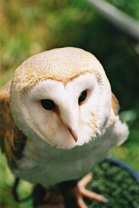 Barn owl Yolo, Wildlife, Barn, Owl Bird, Birds, Converted Barn, Barns ...