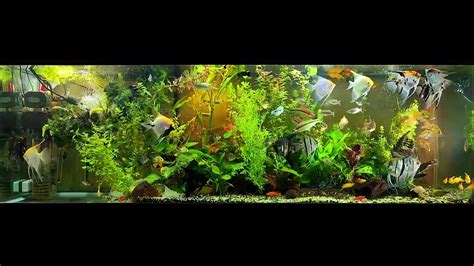 Angelfish Community Tank YouTube