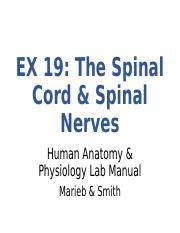 Understanding The Spinal Cord Nerves Functions And Anatomy Course Hero