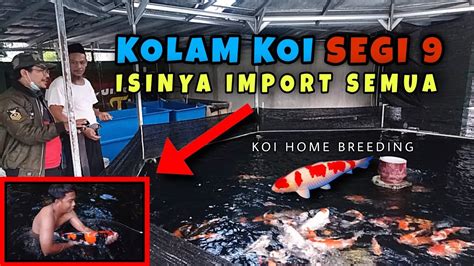 Review Ikan Koi Import Di Purwokerto Koi Home Breeding Jualikankoi